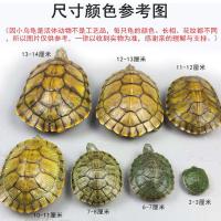 一对小乌龟活体 淡水小宠巴西龟 活物龟招财龟水龟宠物苗情侣巴西 2-3厘米 两只一公一母