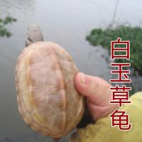 白玉草龟 中华龟 活体白化金线草龟 金线龟 宠物龟 变异乌龟活体 5到6厘米 单身一只(一生平安)