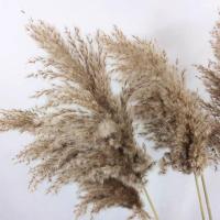 天然野生芦苇干花蒲苇花束家居装饰客厅摆件婚庆场景布置拍摄道具 原色 5支
