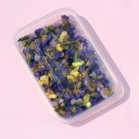 永生花干花材料包创意手工diy贴画压花小清新装饰 勿忘我花头