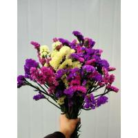 云南真花勿忘我干花花束满天星永生花装饰摆件客厅风干鲜花礼物 黄紫红 买一束送一束