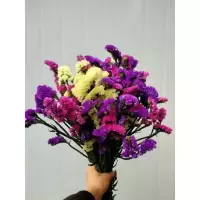 云南真花勿忘我干花花束满天星永生花装饰摆件客厅风干鲜花礼物 黄紫红 买一束送一束
