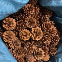 [100个松果]幼儿园装饰圣诞松果画装饰摆件手工diy天然松塔干果 30个松果