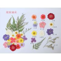 干花妆彩妆用真干花标本材料包带绿叶幼儿园手工创意相框婚纱摄影 缤纷30朵 五颜六色