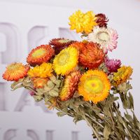 小雏菊干花花束真花风干文艺干花花束家居摆设麦秆菊菠萝菊饰品 菠萝菊 15个花朵左右