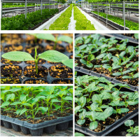 苗盘育苗盆穴盘盘塑料托盘长方形多肉瓜果蔬菜大棚加厚育苗盆托盘 110克150克见详情页