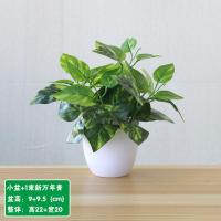塑料假仿真花室内外客厅餐桌摆件干花束装饰品绿色植物小盆栽摆设 小盆新万年青