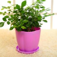 绿萝树脂塑料加厚款圆形小花盆多肉仿陶瓷桌面彩色大盆送托盘 紫色花瓣送托盘 特小8个[口径9cm]