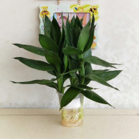 栀子花盆栽室内水培植物九里香清香木观音竹绿植办公室水养绿萝 观音竹3棵 中