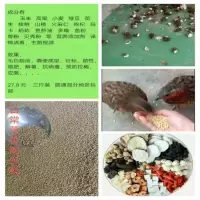 追风哥饲料 竹鸡饲料营养 七彩山鸡粮 日常壮膘助兴料 3斤