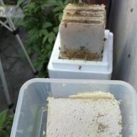 中蜂格子泡沫蜂箱土养蜜蜂格子蜂箱方格子保温小型蜂王交尾箱诱