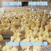 工程方格塑料网儿童网垫网板耐磨养殖网防猫网防潮菜园防逃网板栏 新料1.2孔50cm宽