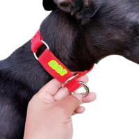 灵缇格力犬格惠犬惠比特脖套P链猎犬细犬猛犬防脱项圈牵引绳 中国红 小号(脖围25-30)