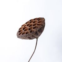 [大莲蓬]自然无籽干莲蓬客厅落地干花真花家居禅意装饰拍摄道具 单个大莲蓬1枝