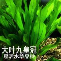 特价水草绿九冠鱼缸水族箱鱼缸造景淡水活体阴性草沉木造景植物 绿九冠 约20厘米 1棵 草