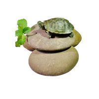 天然鹅卵石乌龟晒台爬石大号鱼缸石园林造景观石头绘画DIY原石 乌龟晒台原石6-12厘米[颜色随机] 1斤装[约1-2个]