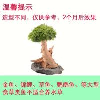 莫斯树水草无土四季淡水增氧水族箱懒人沉木鱼缸活体淡水植物水草 10厘米单头绑好莫斯发货