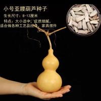 葫芦种子特大巨型葫芦手捻葫芦籽特小葫芦种子异形春季阳台种绿植 小亚腰葫芦20粒送肥料