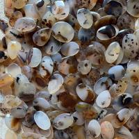 马达加斯加海洋玉,私拍无效 直播间