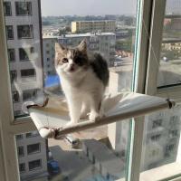 猫吊床吸盘式玻璃挂窝窗户晒太阳秋千猫咪吊床窝窗台猫床猫咪用品 帆布吊床(3斤以内宠物)