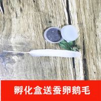 蚕宝宝卵学生蚕籽蚕卵蚕蛋天然彩蚕子5粒3万粒杂交桑蚕种春蚕养殖 蚕卵10粒送孵化盒羽毛桑叶1包