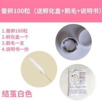 蚕宝宝卵蚕宝宝活体蚕种春蚕卵蚕蚕籽送孵化盒送鹅毛新鲜桑叶 蚕卵100粒送