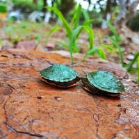 乌龟活体迷你大小龟宠物龟招财镇宅龟长寿龟外塘观赏龟一对情侣龟 3-4厘米 1只装+试吃龟粮