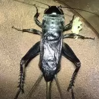 蝈蝈活体鸣虫 新脱活体超大铁皮蝈蝈翠绿蝈蝈山青蝈蝈大鸣蝈蝈 黑虫蟋蟀蛐蛐