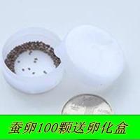 蚕宝宝活体套装蚕卵蚕种学生养蚕幼虫巨型大蚕金丝蚕七彩学生宠物 蚕卵50颗送卵化盒+鹅毛 一龄蚕