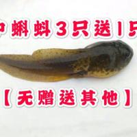 蝌蚪活体超大蝌蚪苗牛蛙苗7-10厘米批发真氧袋包装水族观赏宠物[7月22日发完] 1尾[7-10厘米]送饲料+鱼乐宝