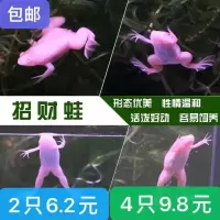 招财小金蛙活体金蛙活体饲料活小金蛙活体龙鱼饲料宠物蛙青蛙 金娃2只3-5厘米