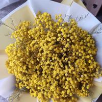 满天星干花天然花束永生花生日礼物新房装饰摆件风干插花家居摆设 黄色 小花束不带灯