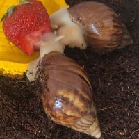 白玉蜗牛活体宠物幼体爬宠观赏蜗牛养殖下蛋巨型蜗牛学生观察蜗牛 椰土一包