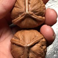 东北野生小三棱手捻 30左右尺 品相挺好上手快油性大 26左右