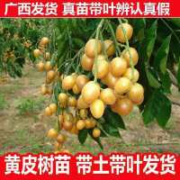 黄皮苗大鸡心嫁接 无核黄皮树苗 南方盆栽地栽嫁接果树苗当年结果 鸡心黄皮 一年苗[带土带叶]一棵