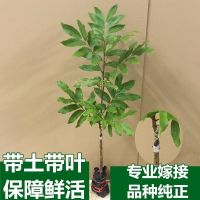 龙眼树苗无核龙眼苗嫁接果树苗当年结果储良石硖南方四季盆栽庭院 2年苗[粗0.8厘米] 晚香龙眼[带土带叶]