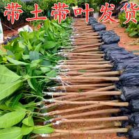 芒果树苗特大贵妃芒果苗嫁接果树苗当年结果金七南方四季庭院盆栽 2年苗[粗0.8x65厘米高] 金兴芒[带土带叶]