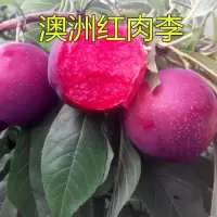 法兰西西梅皇后女神嫁接果树苗树苗盆栽李子当年结果南方北方种植 澳洲红肉李 4年苗(少量结果)