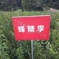 贵州蜂糖李子苗冰糖李树苗嫁接李子树苗南方空心李脱骨李脆李树苗 早熟蜂糖李(蜂蜜李)树苗 一年苗(五棵)