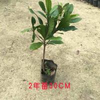 神秘果盆栽神秘果树苗四季开花当年结果神秘果变味果带叶带花带果 2年苗30-40CM高(次年结果))