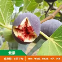 带果无花果树苗阳台矮化四季盆栽苗南北方种植当年结果带土发货 紫果[原土]5年苗[当年结果]