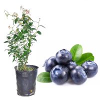 蓝莓苗树苗阳台庭院盆栽地栽南方种北方种水果树苗当年结果广西 1棵兔眼30-50CM[带土球发货]