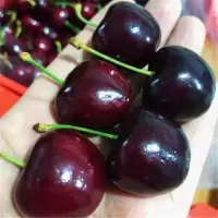 樱桃树苗车厘子树苗果树苗南方北方种植盆栽地栽当年结果包成活苗 :智利车厘子 一年苗一棵不包活