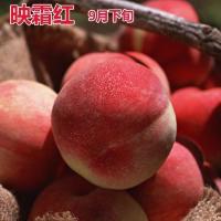 桃树苗嫁接果树水蜜桃桃子树苗地栽盆栽新品种特大批发黑桃树油桃 映霜 两年苗一棵装