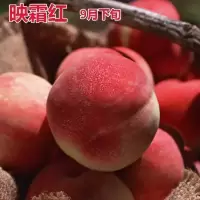 桃树苗嫁接果树水蜜桃桃子树苗地栽盆栽新品种特大批发黑桃树油桃 映霜 两年苗一棵装