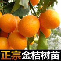 [带花带果]金桔树苗四季结果盆栽地栽阳台庭院室南北方种植绿植 四季金桔[四季结果] 生根粉[五包]