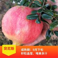 新品种软籽石榴树苗带土带叶南北方庭院盆栽特大突尼斯无籽石榴苗 突尼斯 二年苗[1颗装-成活率低 不包活]