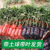 嫁接黄皮苗鸡心贵妃 无核出世甜 黑黄皮苗当年结果嫁接果树苗 活动1年小苗[三年结果] 贵妃黄皮苗[带土带叶]