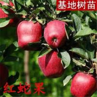 [带果发货]苹果苗盆栽地栽四季苹果室内外苹果苗南北方养殖 红蛇果[带原土+盆+果树专用肥] 3年苗[不带叶子不带花包]