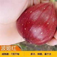 无花果树苗矮化盆栽地栽带土带叶南北方四季种植耐寒树苗当年结果 波姬红 3年苗1棵[原盆原土带叶]